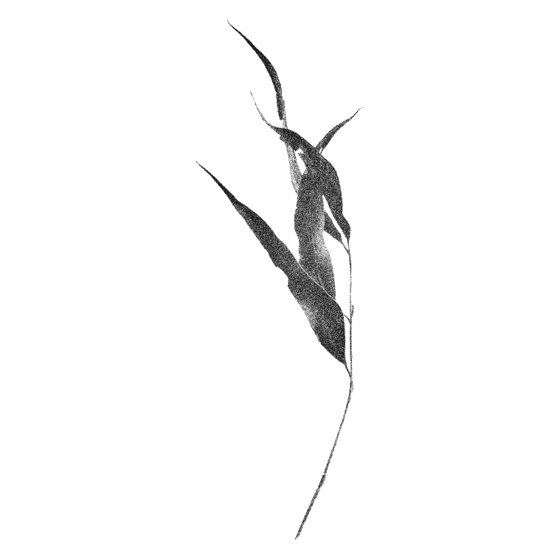 cutout-plant-01.png