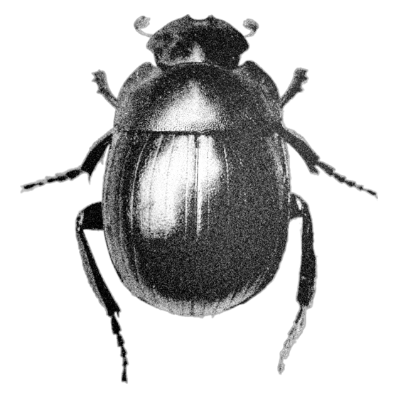 cutout-insect-02.png
