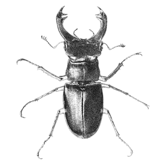 cutout-insect-03.png