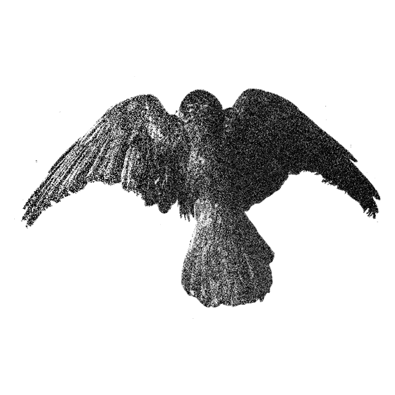cutout-bird-02.png