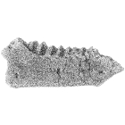 rock-06_1x.png
